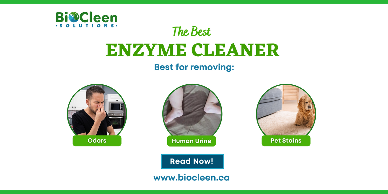 Best enzyme cleaner for pet stains odors and human urine Biocleen